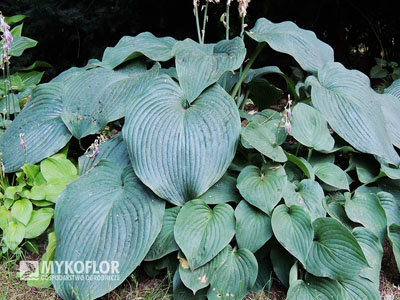 Hosta Blue Angel - dorosła roślina (po lewej stronie)