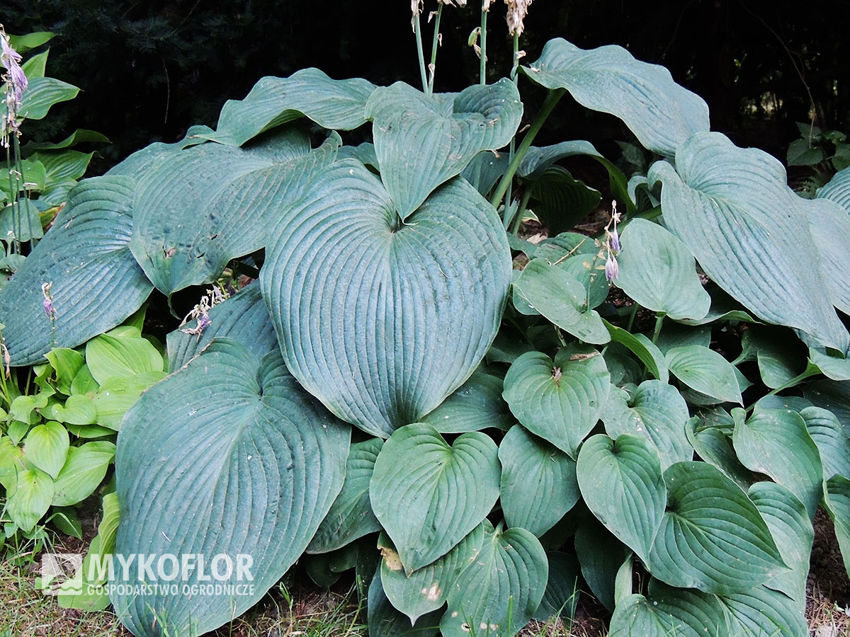 Hosta Blue Angel - dorosła roślina (po lewej stronie)