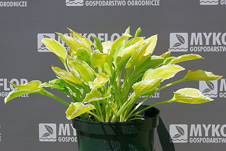 Hosta Citron – przykładowa roślina oferowana do sprzedaży