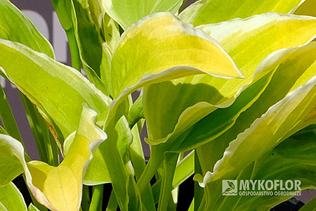 Hosta Citron – zbliżenie liści
