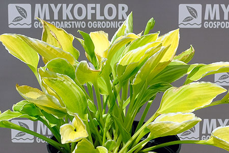 Funkia Citron – przykładowa roślina oferowana do sprzedaży