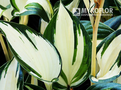 Hosta Fire and Ice – zbliżenie liści