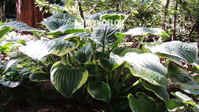 Hosta fortunei Aureomarginata – dorosła roślina