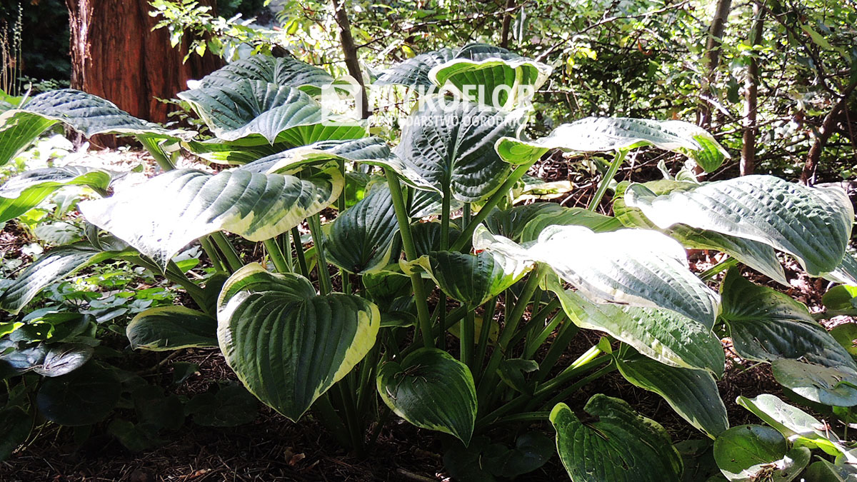 Hosta fortunei Aureomarginata – dorosła roślina