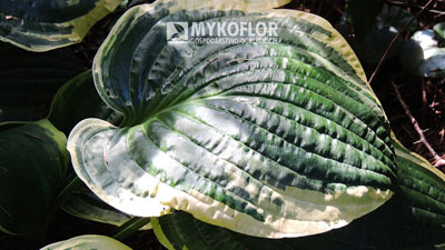 Hosta fortunei Aureomarginata – zbliżenie liścia