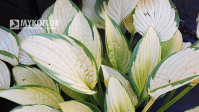 Hosta Gold Standard – barwa liści na stanowisku słonecznym 