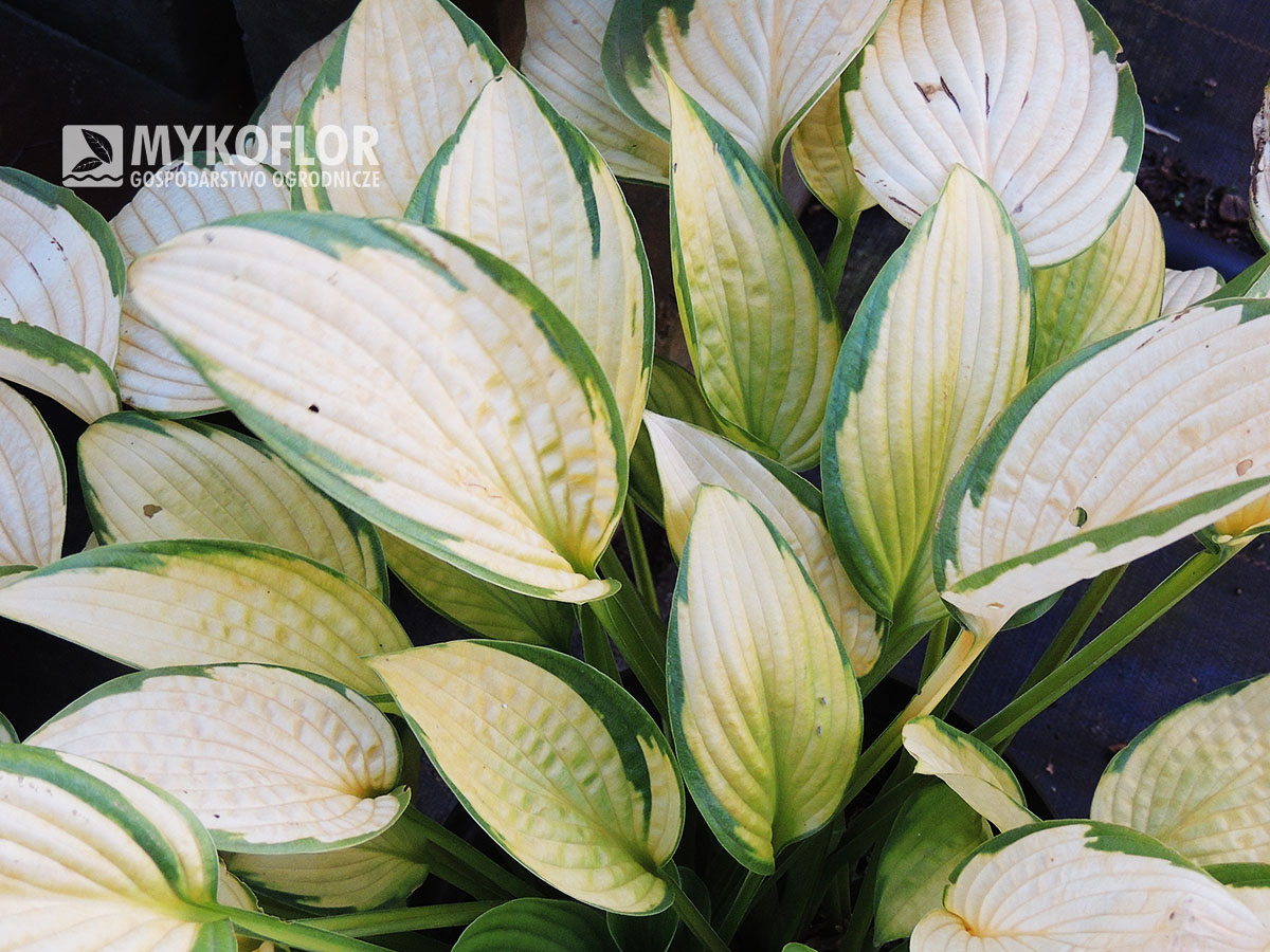 Hosta Gold Standard – barwa liści na stanowisku słonecznym