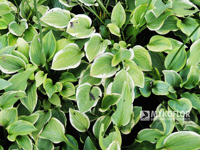 Hosta Golden Tiara – zbliżenie liści