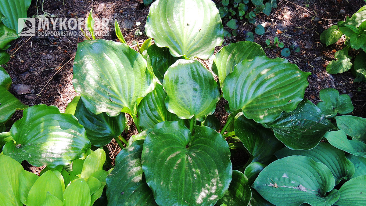 Hosta Invincible – dorosła roślina