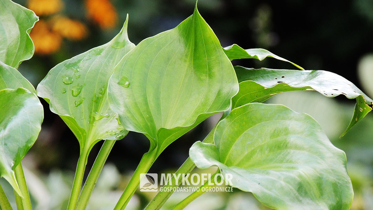 Hosta Invincible – zbliżenie liści