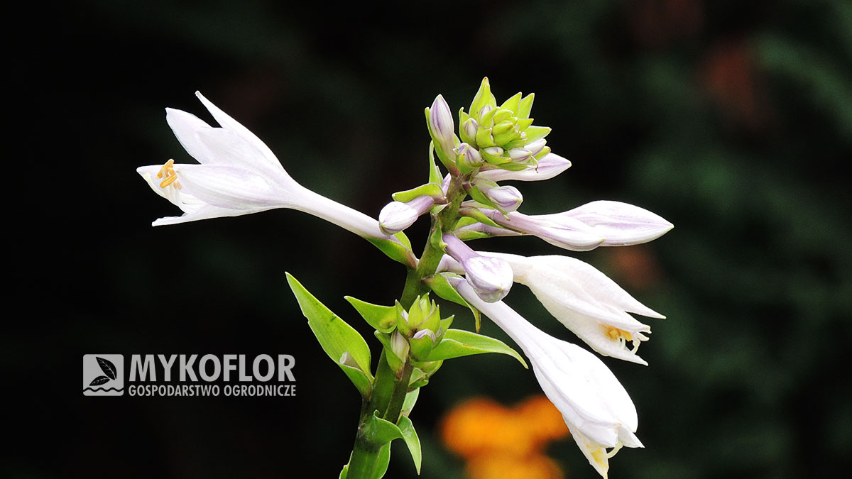 Hosta Invincible – kwiaty