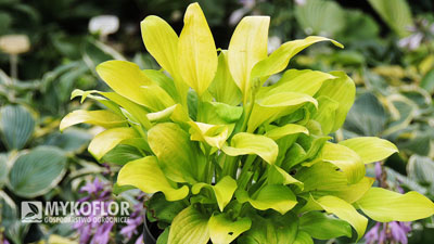 Hosta Lemon Lime – przykładowa roślina oferowana do sprzedaży
