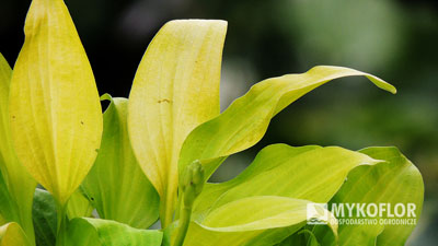 Hosta Lemon Lime – zbliżenie liści