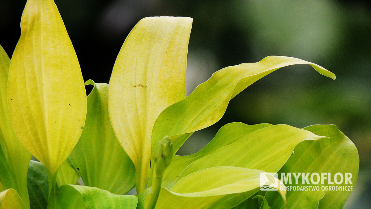 Hosta Lemon Lime – zbliżenie liści