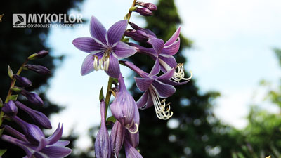 Hosta Lemon Lime – kwiatostan