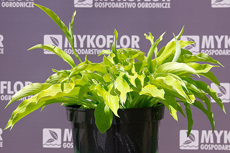 Hosta Melisa Shake – przykładowa roślina oferowana do sprzedaży