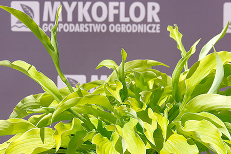Hosta Melisa Shake – zbliżenie liści