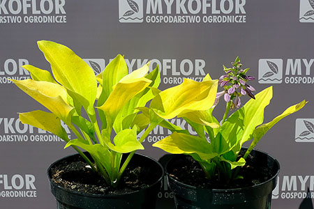 Hosta Mini August Moon przykładowe rośliny oferowane do sprzedaży