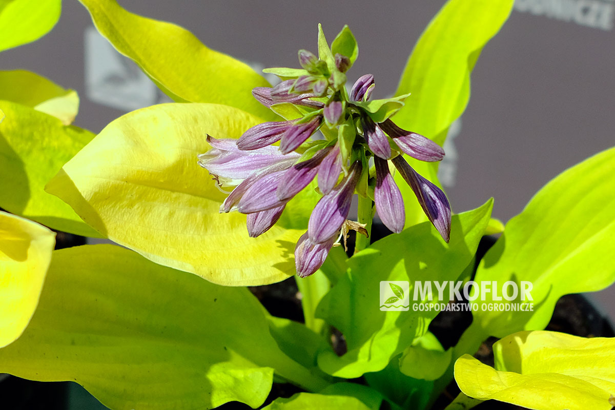 Hosta Mini August Moon – kwiatostany