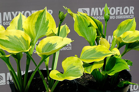 Hosta Mint Cream – przykładowe rośliny oferowane do sprzedaży
