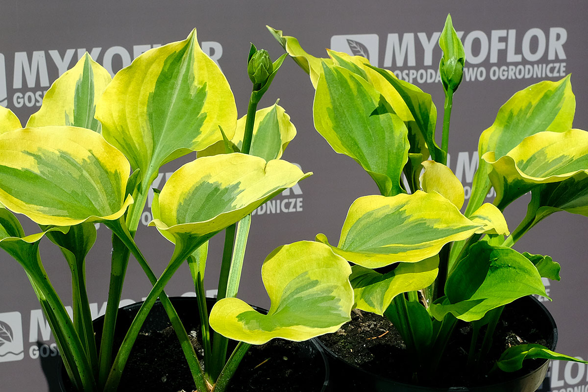 Hosta Mint Cream – przykładowe rośliny oferowane do sprzedaży