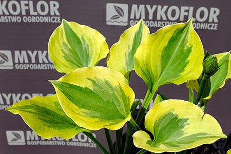 Funkia Mint Cream – zbliżenie liści