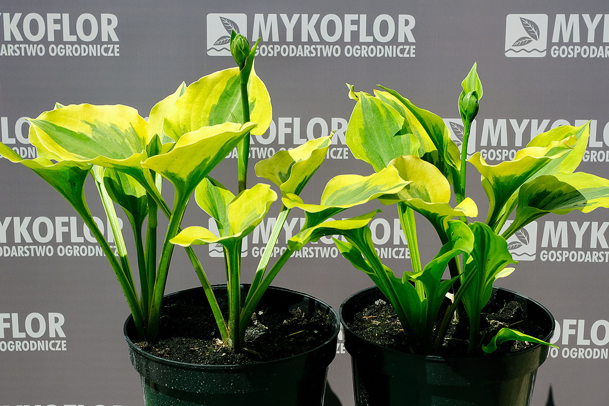 Funkia Mint Cream – przykładowe rośliny oferowane do sprzedaży
