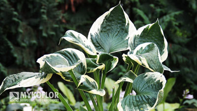 Hosta Patriot