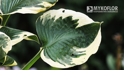 Hosta Patriot – zbliżenie liścia