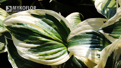 Hosta Patriot – zbliżenie liścia