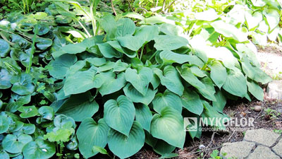 Hosta Pearl Lake – dorosła roślina rosnąca w gruncie