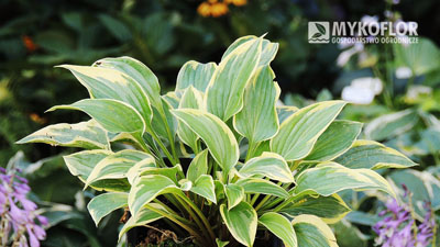 Hosta Pilgrim - przykładowa roślina oferowana do sprzedaży