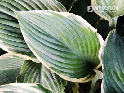 Hosta Regal Splendor - zbliżenie liścia