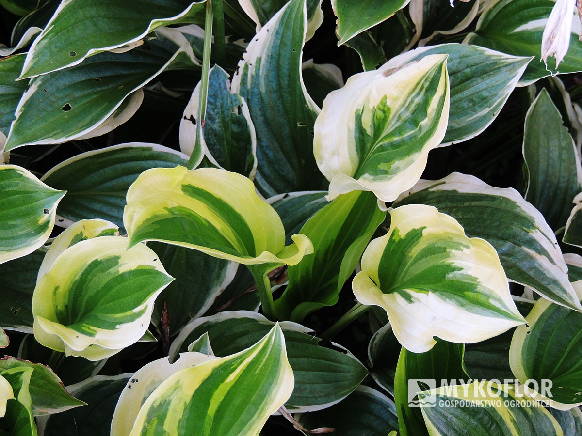 Hosta So Sweet - przykładowa roślina oferowana do sprzedaży