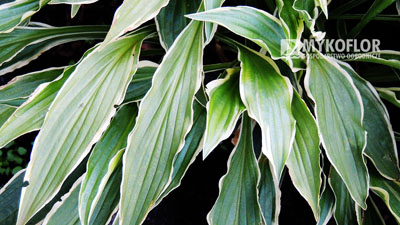 Hosta Stiletto - zbliżenie liścia