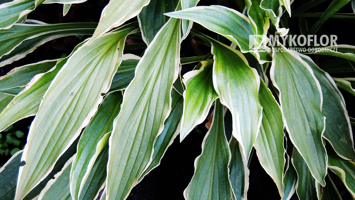 Hosta Stiletto - zbliżenie liścia