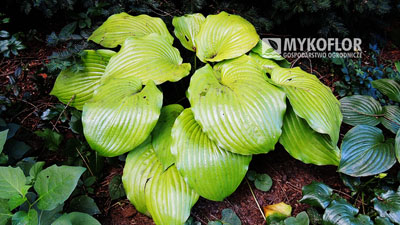 Hosta Sum and Substance - dorosła roślina