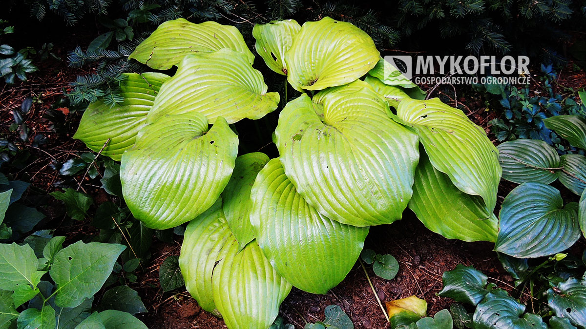 Hosta Sum and Substance - dorosła roślina