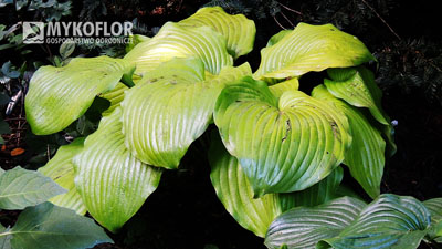 Hosta Sum and Substance - dorosła roślina