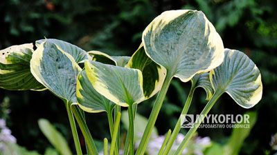 Hosta Wide Brim – liście