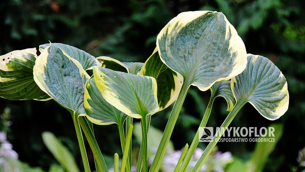 Hosta Wide Brim – liście