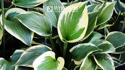 Hosta Wide Brim – zbliżenie liści