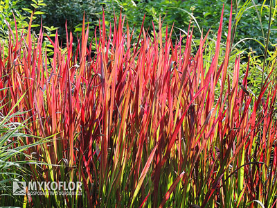 Imperata cylindryczna Red Baron