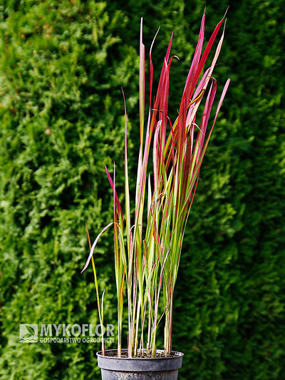 Imperata cylindrica Red Baron – przykładowa roślina oferowana do sprzedaży