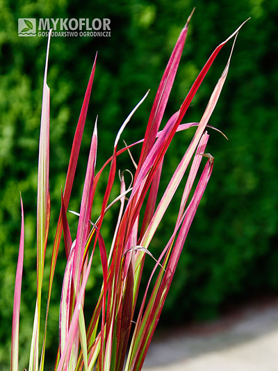 Imperata cylindryczna Red Baron – zbliżenie liści