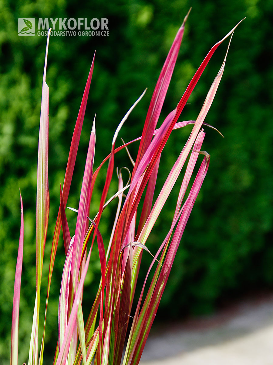 Imperata cylindryczna Red Baron – zbliżenie liści