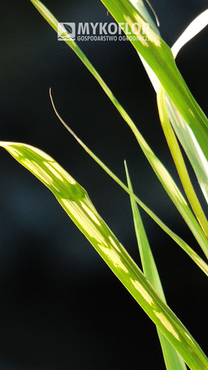 Miscanthus giganteus Lottum – zbliżenie liścia