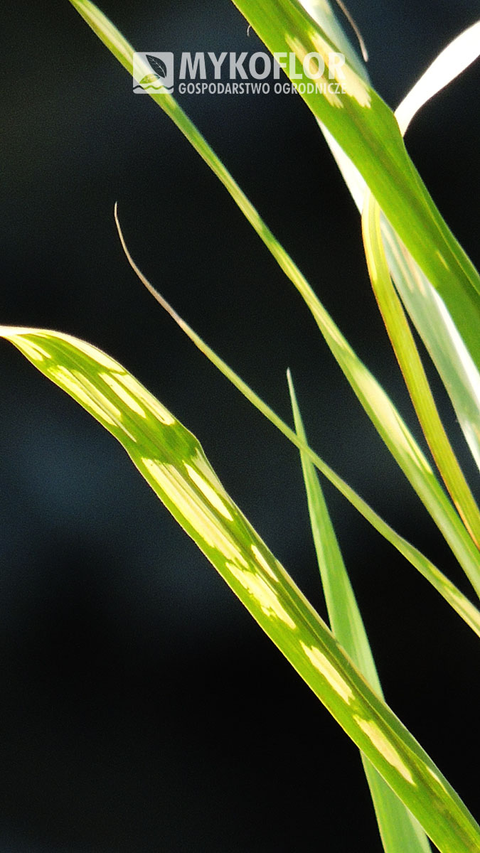 Miscanthus giganteus Lottum – zbliżenie liścia