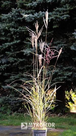 Miscanthus sinensis China – przykładowa roślina oferowana do sprzedaży