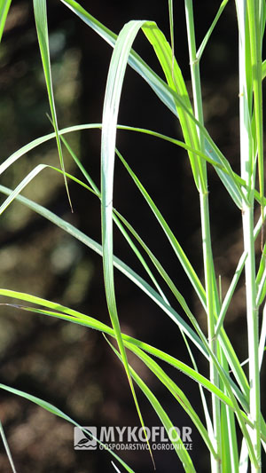 Miscanthus sinensis Ferner Osten – zbliżenie liści